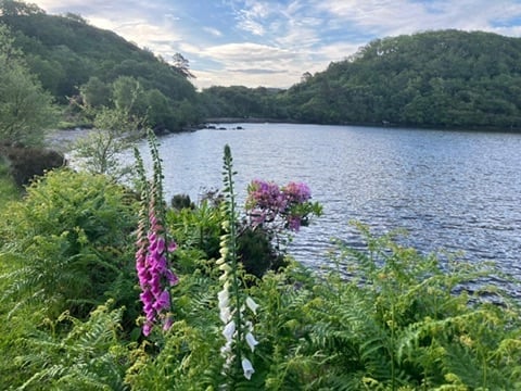 Purple and white wildflowers blooming on a hillside overlooking a calm lake surrounded by dense green forests