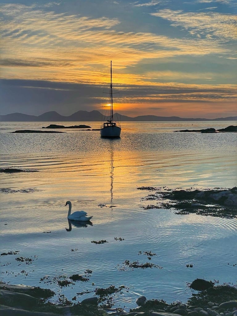 A white swan swimming in shallow water at sunset with a sailboat anchored in the background and mountains silhouetted on the horizon